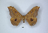  (Aurivillius diversus - ANHRTUK00189727)  @11 [ ] Copyright (2021) Unspecified ANHRT