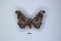  (Adrougeriana mpandana - ANHRTUK00189740)  @11 [ ] Copyright (2021) Unspecified ANHRT