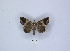  (Achaea balteata - ANHRTUK00189749)  @11 [ ] Copyright (2021) Unspecified ANHRT