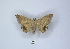  (Achaea orthogramma - ANHRTUK00189777)  @11 [ ] Copyright (2021) Unspecified ANHRT