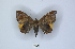  ( - ANHRTUK00189781)  @11 [ ] Copyright (2021) Unspecified ANHRT