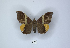  ( - ANHRTUK00189787)  @11 [ ] Copyright (2021) Unspecified ANHRT