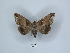  (Achaea retrorsa - ANHRTUK00189834)  @11 [ ] Copyright (2021) Unspecified ANHRT