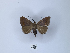  (Achaea cuprizonea - ANHRTUK00189848)  @11 [ ] Copyright (2021) Unspecified ANHRT