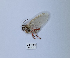  (Amerila nigroapicalis - ANHRTUK00190104)  @11 [ ] Copyright (2021) Unspecified ANHRT