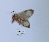  (Amerila affinis - ANHRTUK00190109)  @11 [ ] Copyright (2021) Unspecified ANHRT