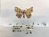  (Morabia distinctaria - ANHRTUK00194100)  @11 [ ] COPYRIGHT (2021) Unspecified ANHRT