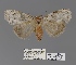  ( - ANHRTUK00194120)  @11 [ ] COPYRIGHT (2021) Unspecified ANHRT