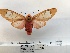  (Amerila madagascariensis - ANHRTUK00194255)  @11 [ ] COPYRIGHT (2021) Unspecified ANHRT