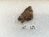  (Achaea albifimbria - ANHRTUK00194557)  @11 [ ] COPYRIGHT (2021) Unspecified ANHRT