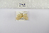  (Afrasura obliterata - ANHRTUK-00196154)  @11 [ ] Copyright (2021) Unspecified ANHRT