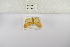  (Afrasura indecisa - ANHRTUK-00196158)  @11 [ ] Copyright (2021) Unspecified ANHRT