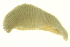  (Helobdella modesta - BIOUG00690-D03)  @14 [ ] CreativeCommons - Attribution (2011) CBG Photography Group Centre for Biodiversity Genomics