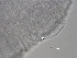  ( - BSC-109.3)  @11 [ ] CreativeCommons - Attribution Non-Commercial (2018) Susan E. Daniel Great Lakes Center