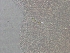  ( - BSC-109.4)  @11 [ ] CreativeCommons - Attribution Non-Commercial (2020) Susan Daniel Great Lakes Center