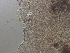  ( - BSC-109.5)  @11 [ ] CreativeCommons - Attribution Non-Commercial (2020) Susan Daniel Great Lakes Center