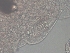 ( - BSC-110.4)  @11 [ ] CreativeCommons - Attribution Non-Commercial (2020) Susan Daniel Great Lakes Center