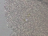  (Potamothrix vejdovskyi - BSC-110.4)  @11 [ ] CreativeCommons - Attribution Non-Commercial (2020) Susan Daniel Great Lakes Center