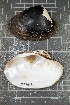  ( - BSC-267.2)  @11 [ ] CreativeCommons - Attribution Non-Commercial (2019) Susan Daniel Great Lakes Center
