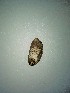  (Placobdella papillifera - BSC-276.1)  @11 [ ] CreativeCommons - Attribution Non-Commercial (2019) Susan Daniel Great Lakes Center