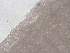  ( - BSC-277.1)  @11 [ ] CreativeCommons - Attribution Non-Commercial (2019) Susan Daniel Great Lakes Center
