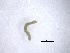  ( - BSC-277.2)  @11 [ ] CreativeCommons - Attribution Non-Commercial (2019) Susan Daniel Great Lakes Center