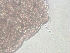  ( - BSC-277.2)  @11 [ ] CreativeCommons - Attribution Non-Commercial (2019) Susan Daniel Great Lakes Center