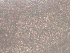  ( - BSC-277.3)  @11 [ ] CreativeCommons - Attribution Non-Commercial (2019) Susan Daniel Great Lakes Center