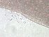  ( - BSC-277.4)  @11 [ ] CreativeCommons - Attribution Non-Commercial (2019) Susan Daniel Great Lakes Center
