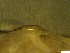  ( - BSC-47.2)  @11 [ ] CreativeCommons - Attribution Non-Commercial (2019) Susan Daniel Great Lakes Center