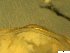  ( - BSC-47.2)  @11 [ ] CreativeCommons - Attribution Non-Commercial (2019) Susan Daniel Great Lakes Center