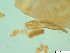 ( - BSC-47.4)  @11 [ ] CreativeCommons - Attribution Non-Commercial (2019) Susan Daniel Great Lakes Center