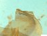  ( - BSC-47.5)  @11 [ ] CreativeCommons - Attribution Non-Commercial (2019) Susan Daniel Great Lakes Center
