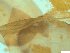  ( - BSC-47.5)  @11 [ ] CreativeCommons - Attribution Non-Commercial (2019) Susan Daniel Great Lakes Center