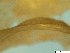  ( - BSC-49.6)  @11 [ ] CreativeCommons - Attribution Non-Commercial (2019) Susan Daniel Great Lakes Center