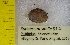  (Sphaerium simile - BSC-51.4)  @11 [ ] CreativeCommons - Attribution Non-Commercial (2019) Susan Daniel Great Lakes Center