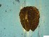  ( - BSC-52.7)  @11 [ ] CreativeCommons - Attribution Non-Commercial (2019) Susan Daniel Great Lakes Center