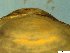  ( - BSC-52.7)  @11 [ ] CreativeCommons - Attribution Non-Commercial (2019) Susan Daniel Great Lakes Center