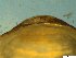  ( - BSC-52.7)  @11 [ ] CreativeCommons - Attribution Non-Commercial (2019) Susan Daniel Great Lakes Center