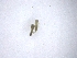  ( - BSC-98.1)  @11 [ ] CreativeCommons - Attribution Non-Commercial (2019) Susan Daniel Great Lakes Center