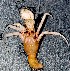  (Oncopagurus - AQB-ANU-KER-NEE-18)  @11 [ ] Copyright (2013) Dr.A Biju Kumar Dept. of Aquatic Biology