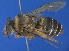  (Caupolicana nigrescens - CCDB-14520-A05)  @11 [ ] No Rights Reserved (2023) Unspecified York University
