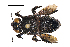  (Centris aethiops - CCDB-14520-A12)  @11 [ ] No Rights Reserved (2023) Unspecified York University