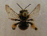  (Exomalopsis aff. pulchella - CCDB-14520-F04)  @11 [ ] No Rights Reserved (2023) Unspecified York University