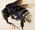  (Eulaema bennetti - CCDB-34578-A06)  @11 [ ] No Rights Reserved (2023) Unspecified York University