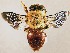  (Centris claripennis - CCDB-34578-B02)  @11 [ ] No Rights Reserved (2023) Unspecified York University