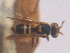  (Nomada cubensis - CCDB-34578-B06)  @11 [ ] No Rights Reserved (2023) Unspecified York University