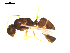  (Camponotus universitatis - CCDB-10376-B04)  @14 [ ] Copyright  G. Blagoev 2010 Unspecified