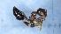  ( - KG03666A01a1)  @11 [ ] CC BY-NC-SA 3.0 (2022) Mattia Menchetti, Institute of Evolutionary Biology Institut de Biologia Evolutiva (CSIC-UPF), Butterfly Diversity and Evolution Lab