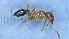  (Monomorium cf. venustum - MM16A250a1)  @11 [ ] CC BY-NC-SA 3.0 (2022) Mattia Menchetti, Institute of Evolutionary Biology Institut de Biologia Evolutiva (CSIC-UPF), Butterfly Diversity and Evolution Lab